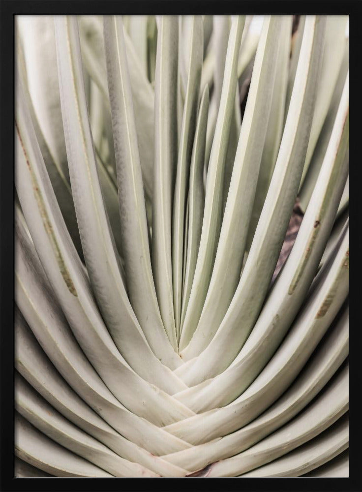 Desert Fan Dance | Poster