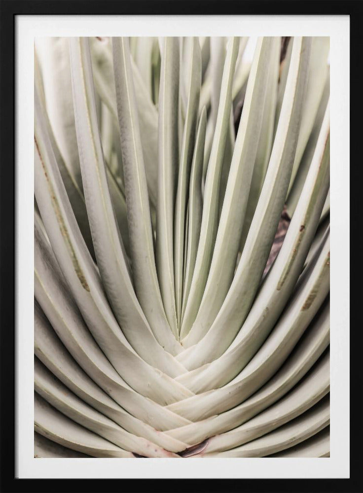 Desert Fan Dance | Poster