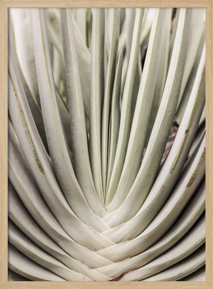 Desert Fan Dance | Poster