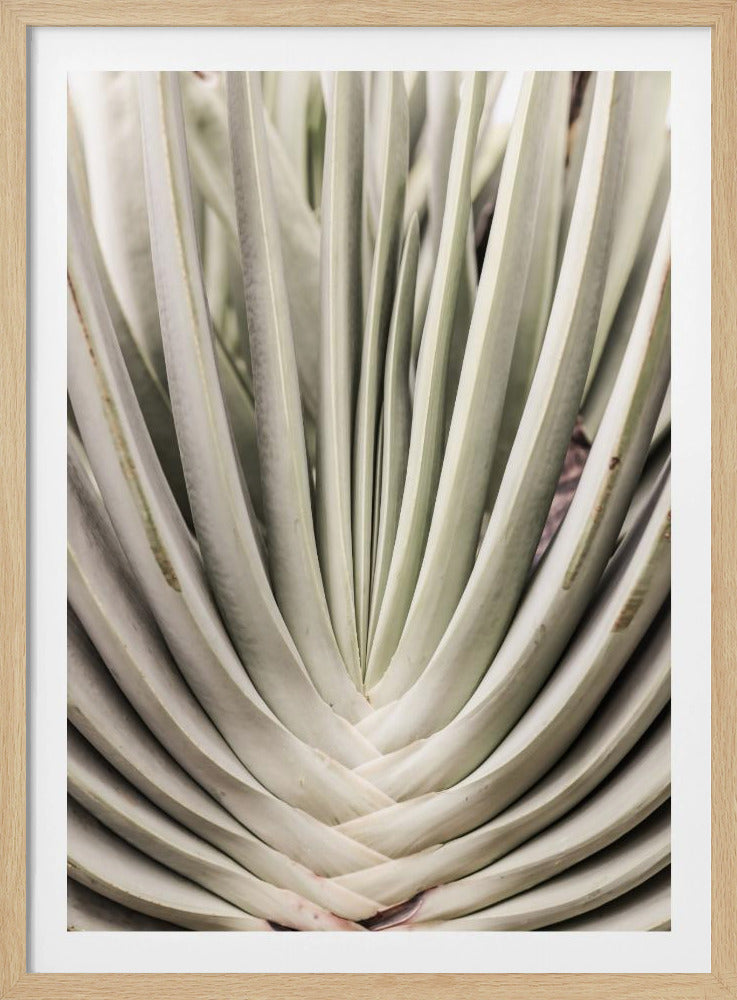 Desert Fan Dance | Poster