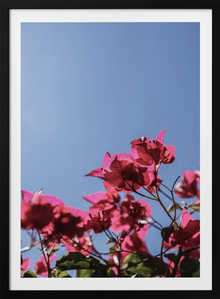 Bougainvillea Bliss | Poster