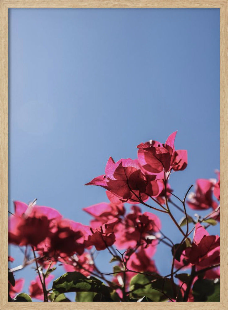 Bougainvillea Bliss | Poster