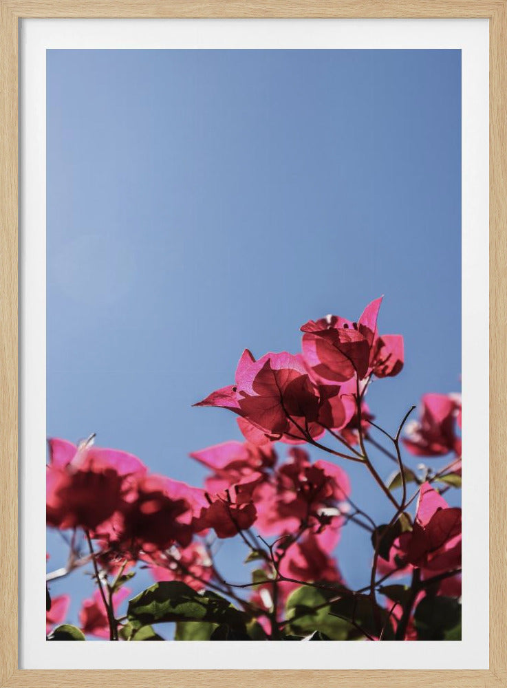 Bougainvillea Bliss | Poster