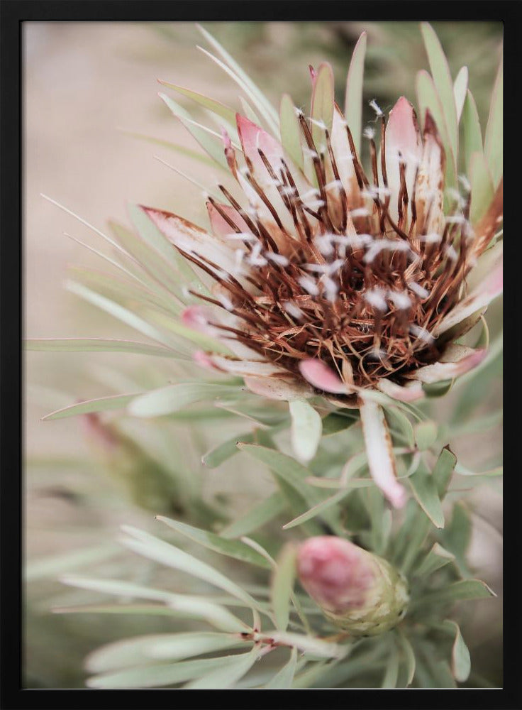 Soft Bloom Elegance | Poster