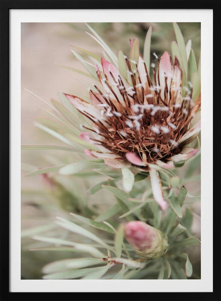 Soft Bloom Elegance | Poster