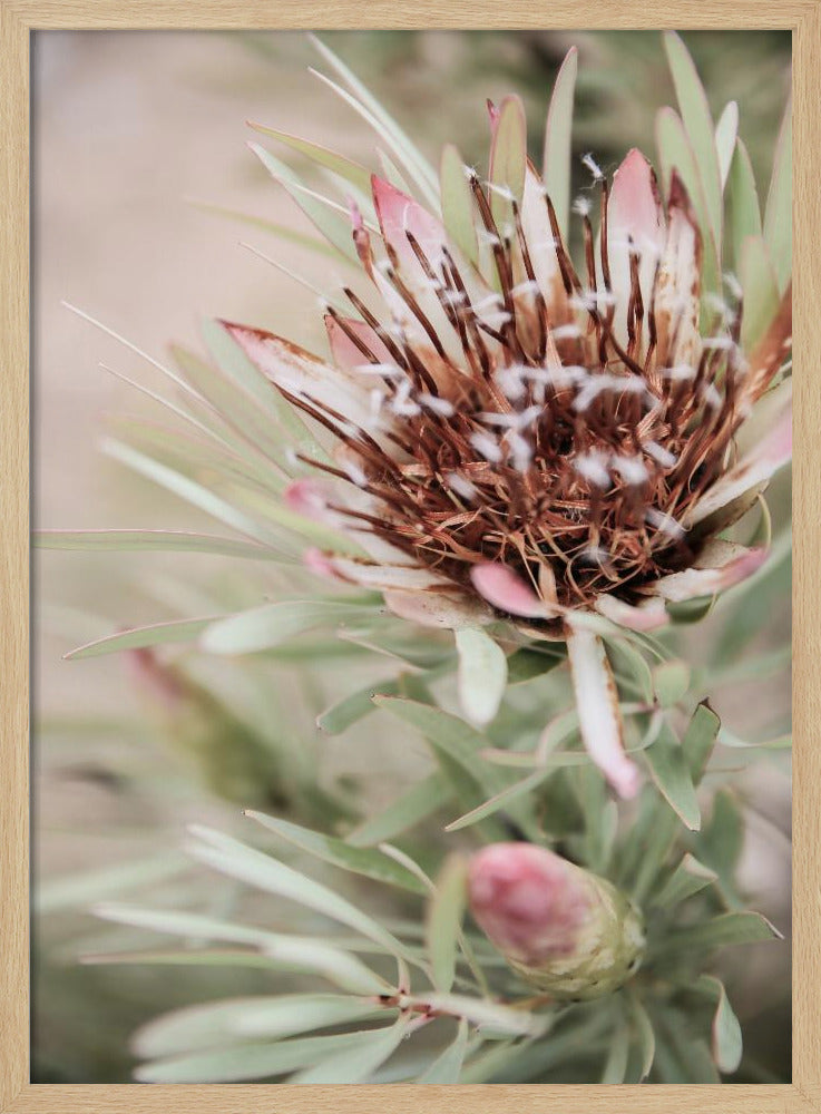 Soft Bloom Elegance | Poster