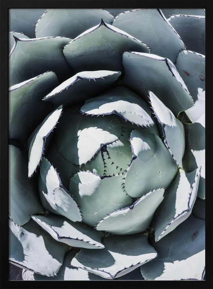 Agave Spiral Dance | Poster