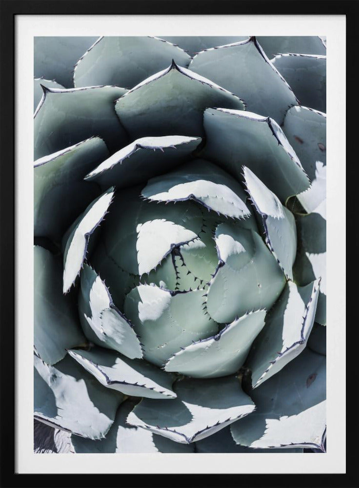 Agave Spiral Dance | Poster