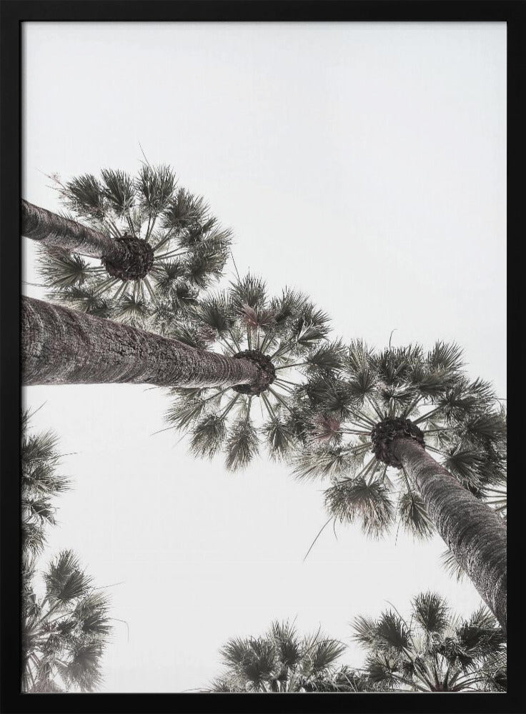 Skyward Palms | Poster