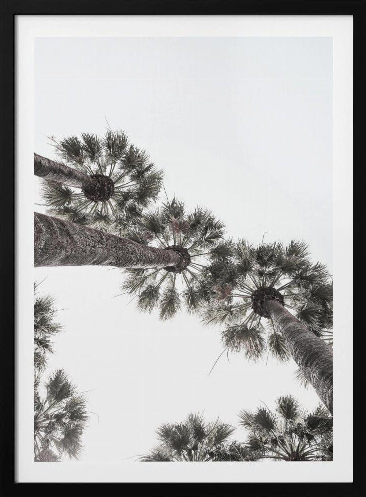 Skyward Palms | Poster