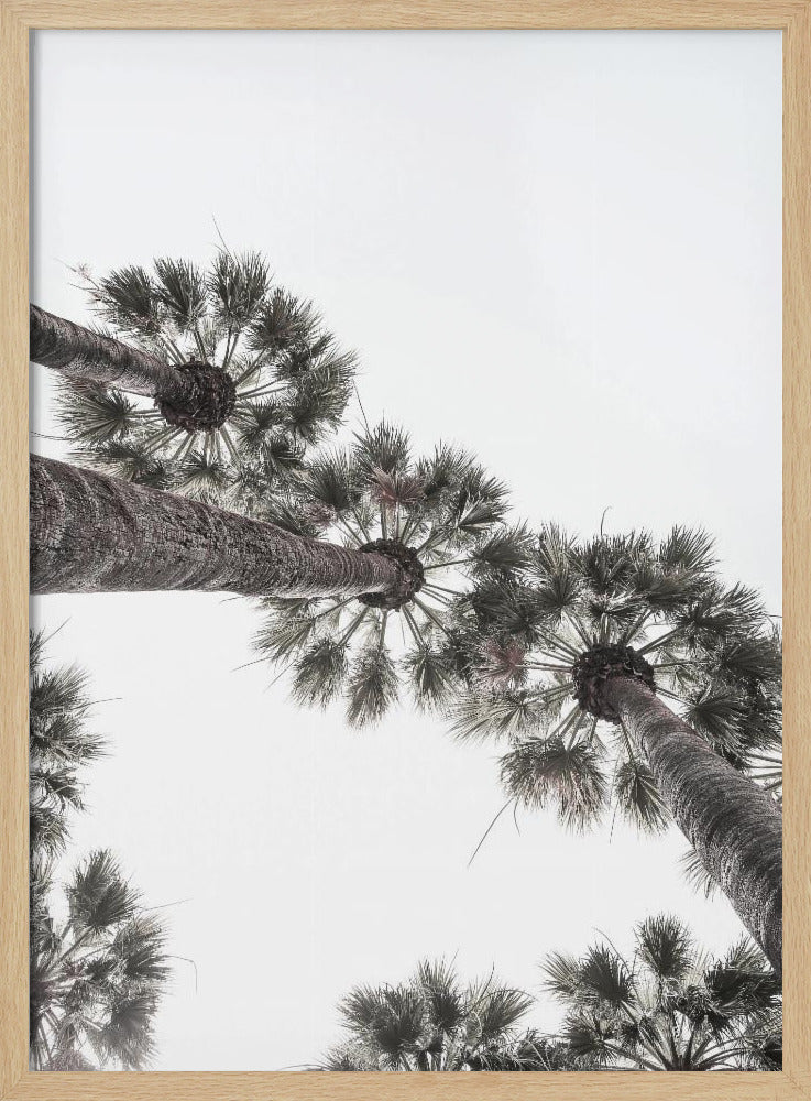 Skyward Palms | Poster
