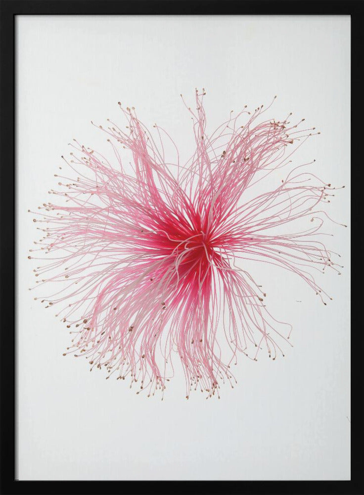 Floral Fireworks | Poster