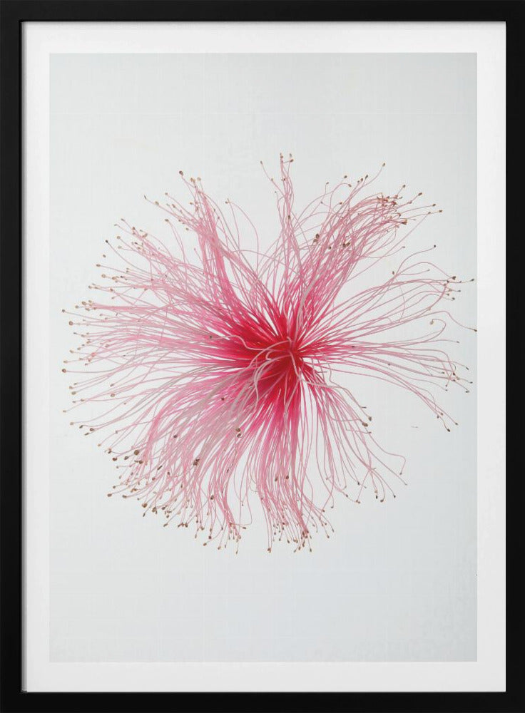 Floral Fireworks | Poster