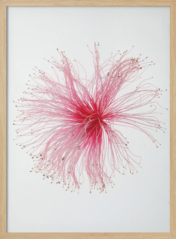 Floral Fireworks | Poster