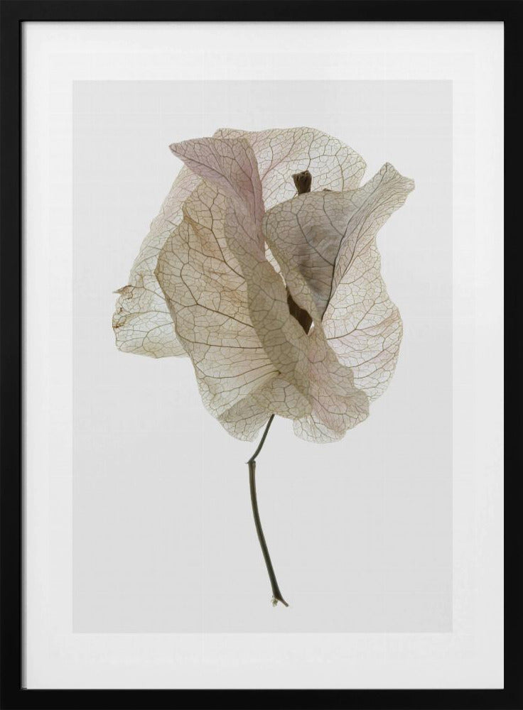 Petal Whisper | Poster