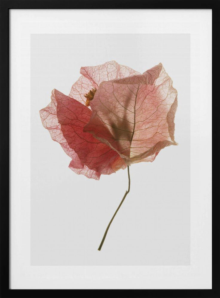 Petal Whisper | Poster