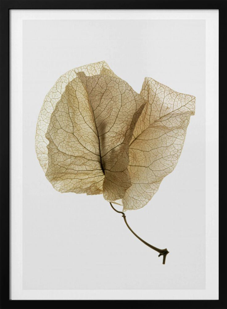 Delicate Leaf Veins | Poster