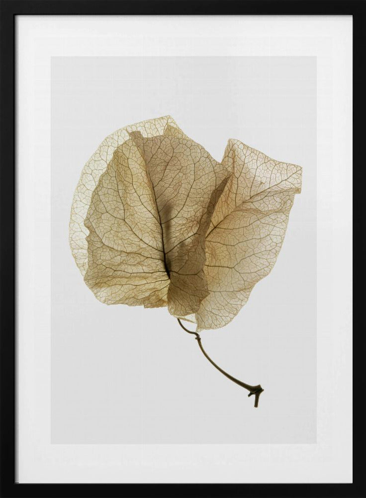 Delicate Leaf Veins | Poster
