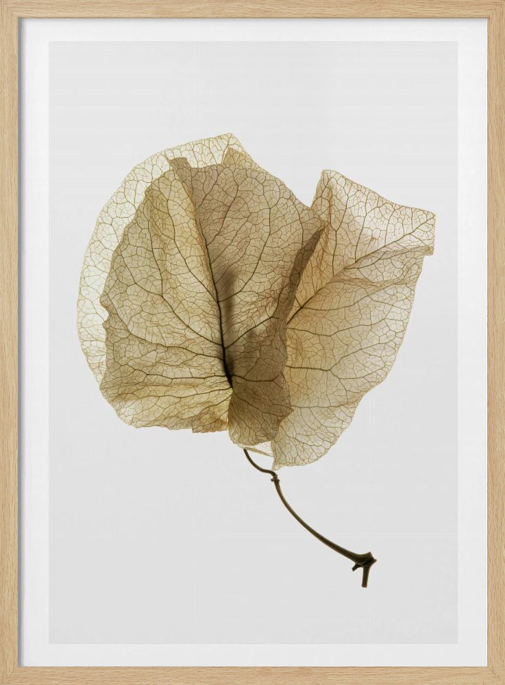 Delicate Leaf Veins | Poster