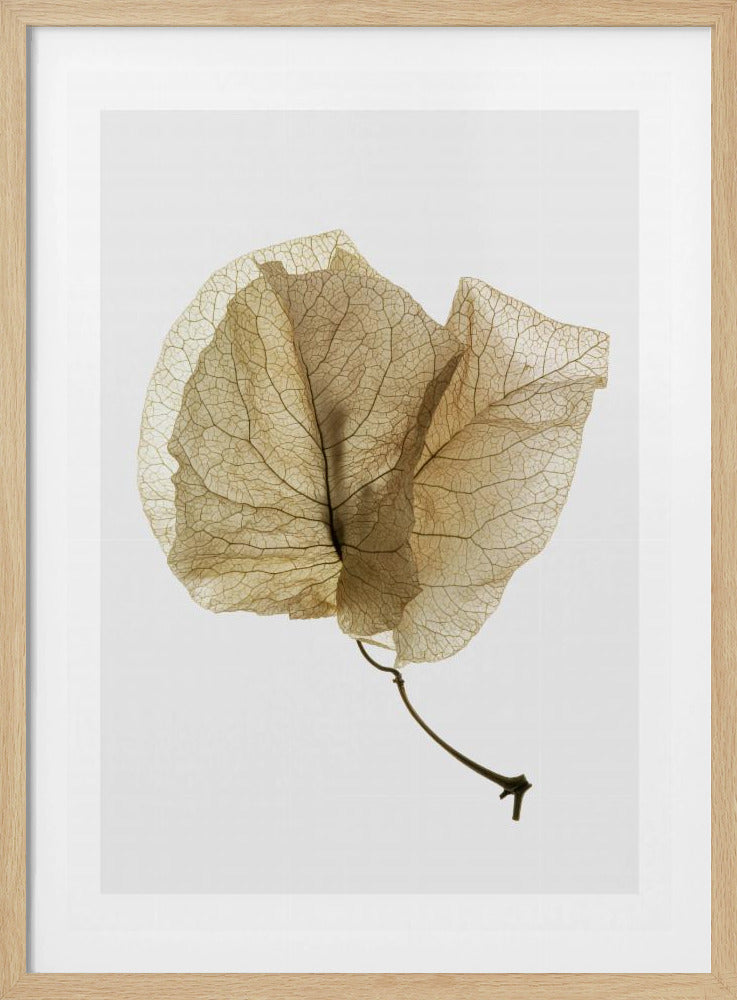 Delicate Leaf Veins | Poster
