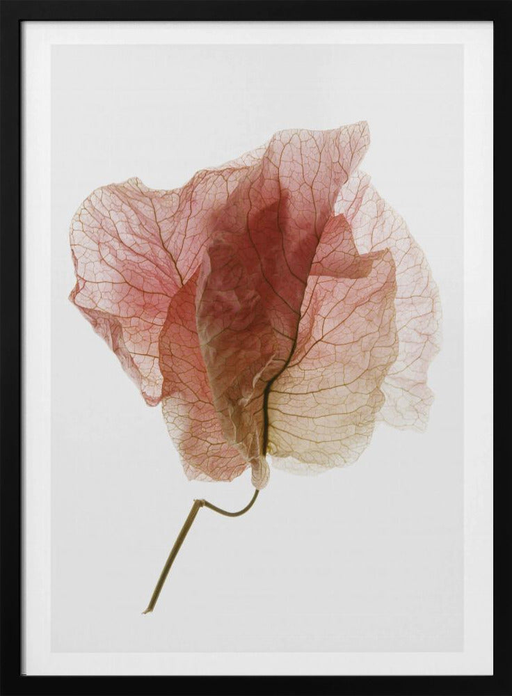 Delicate Petal Veins | Poster