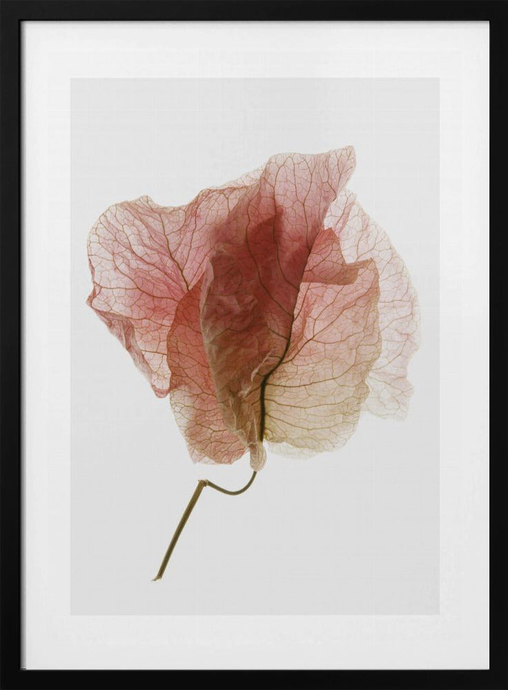 Delicate Petal Veins | Poster