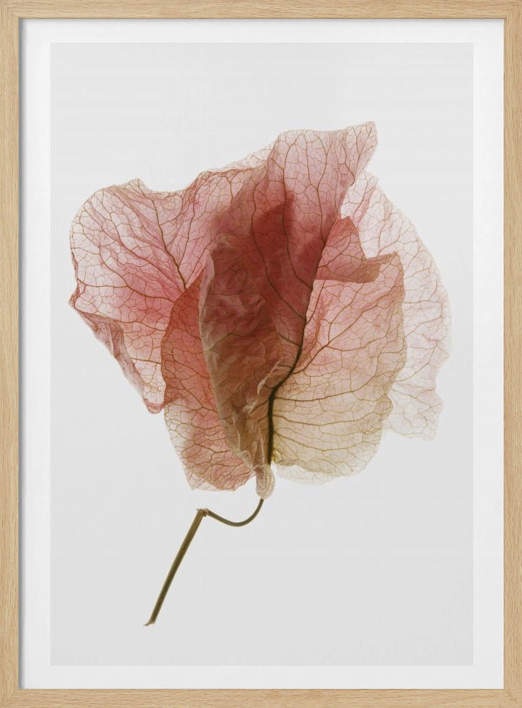 Delicate Petal Veins | Poster