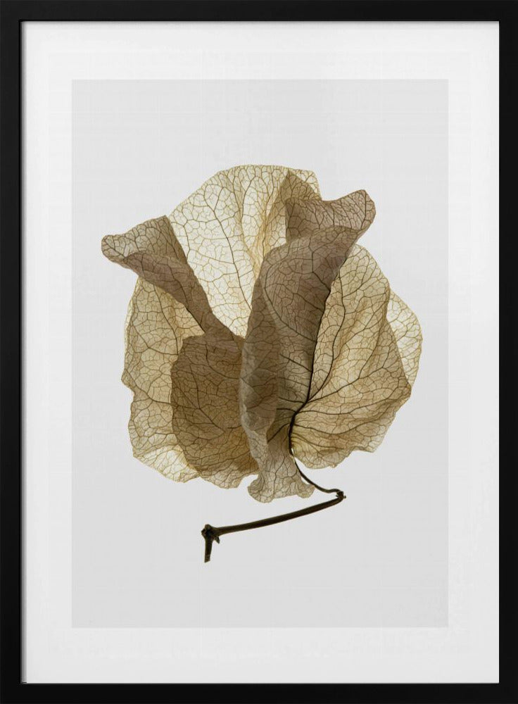 Whispering Petals | Poster