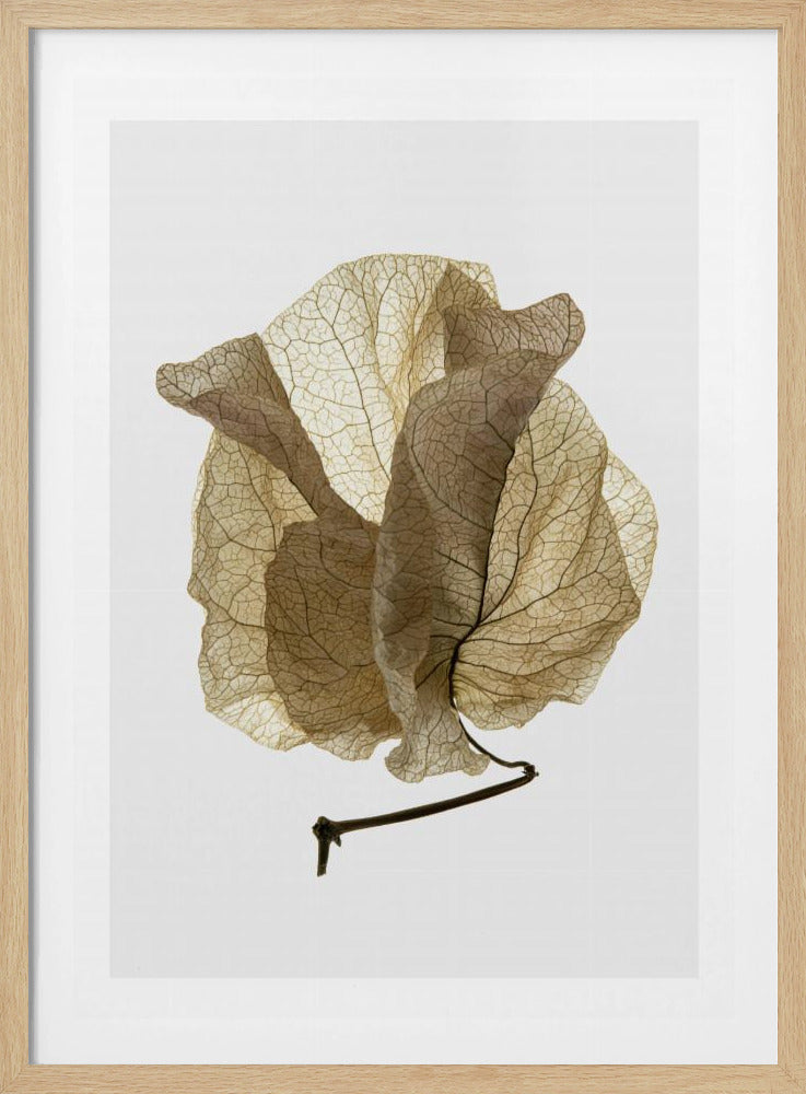 Whispering Petals | Poster