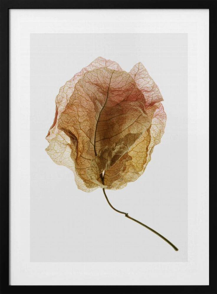 Veined Elegance | Poster