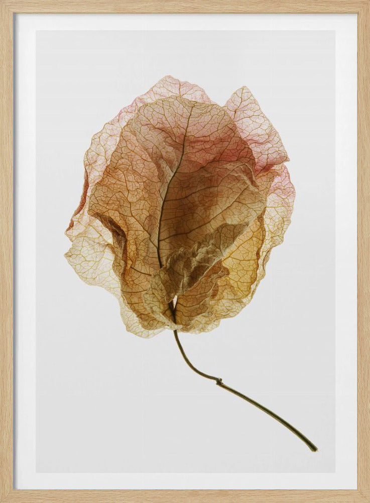 Veined Elegance | Poster