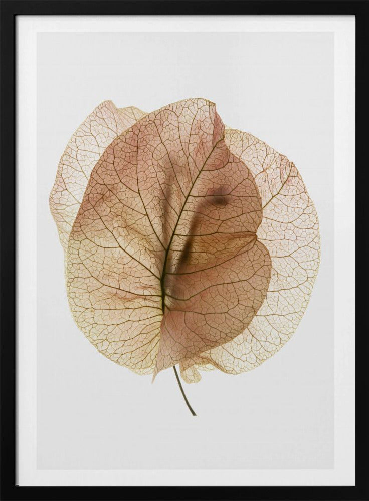 Ethereal Leaves | Poster