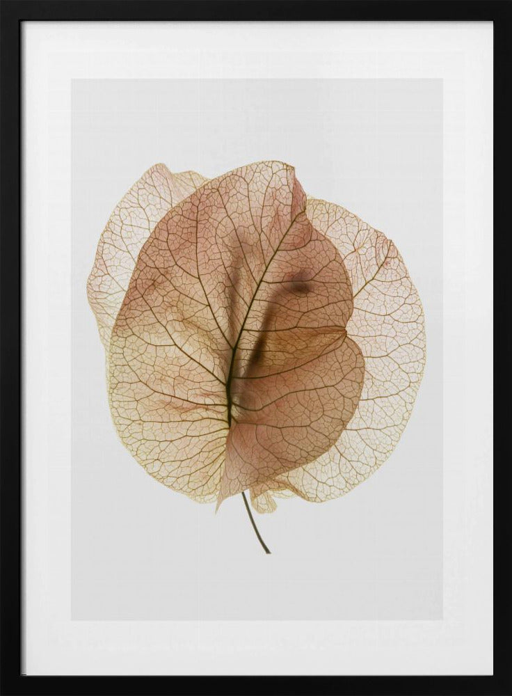 Ethereal Leaves | Poster