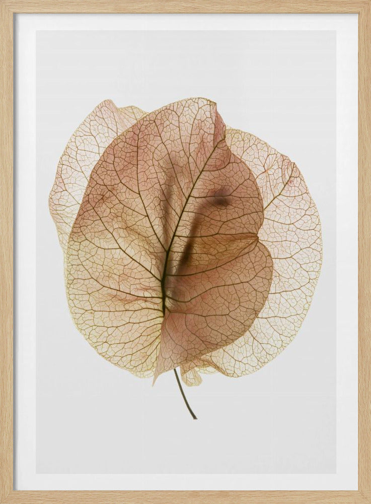 Ethereal Leaves | Poster
