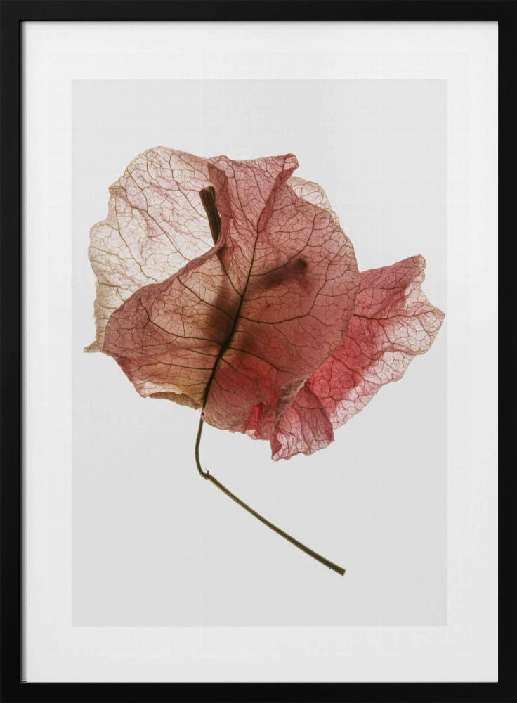 Delicate Petal Veins | Poster