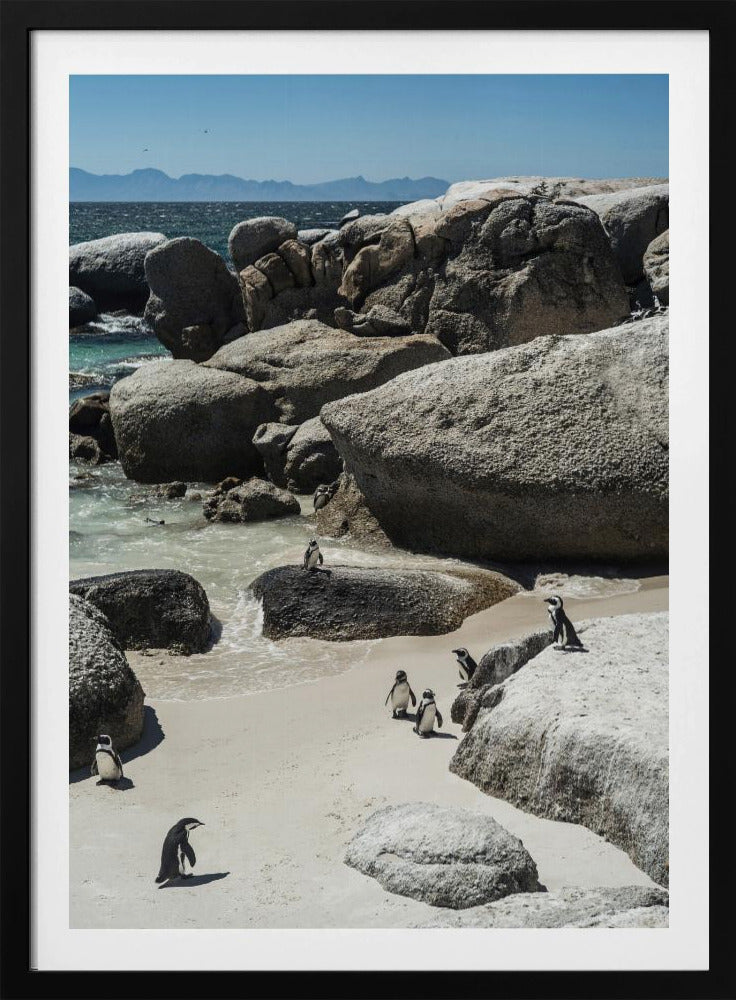 Penguin Cove Serenity | Poster