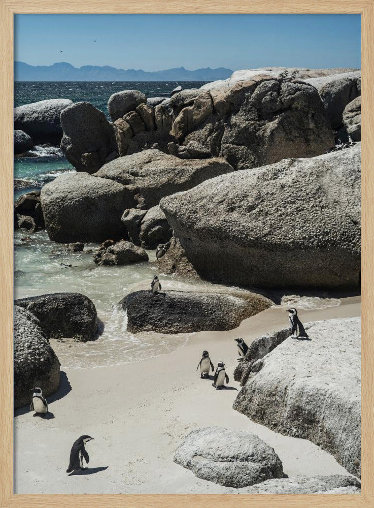 Penguin Cove Serenity | Poster