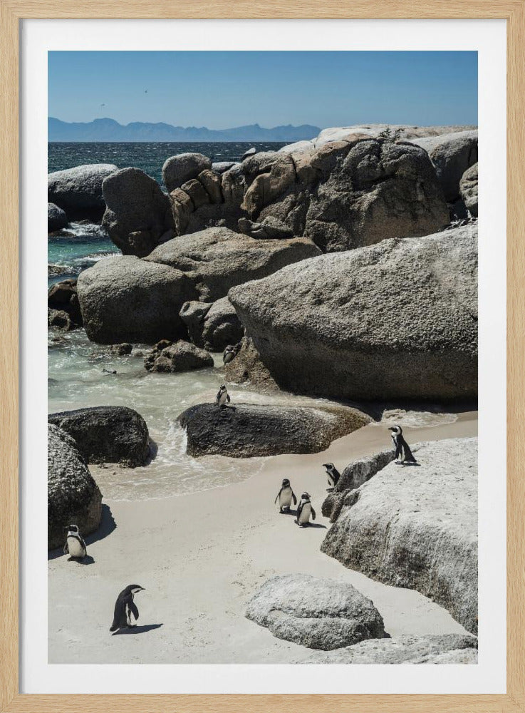 Penguin Cove Serenity | Poster
