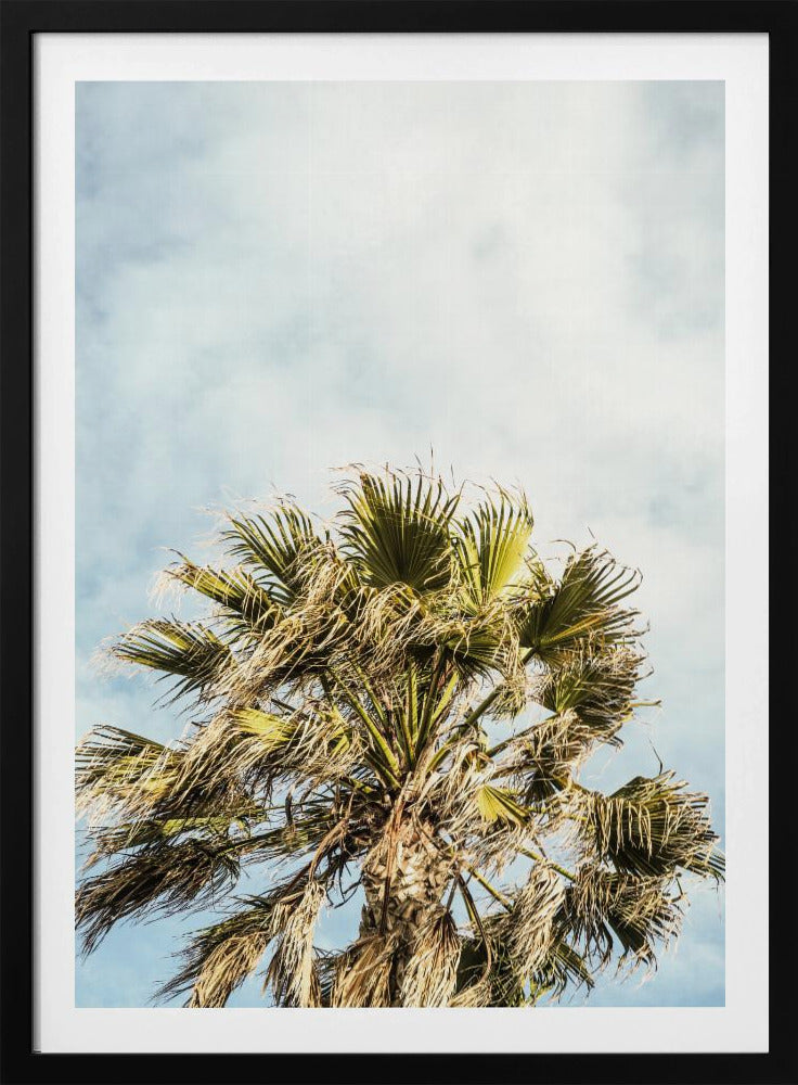 Sunlit Fronds | Poster