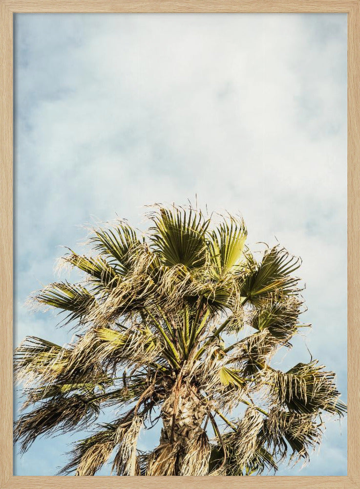 Sunlit Fronds | Poster