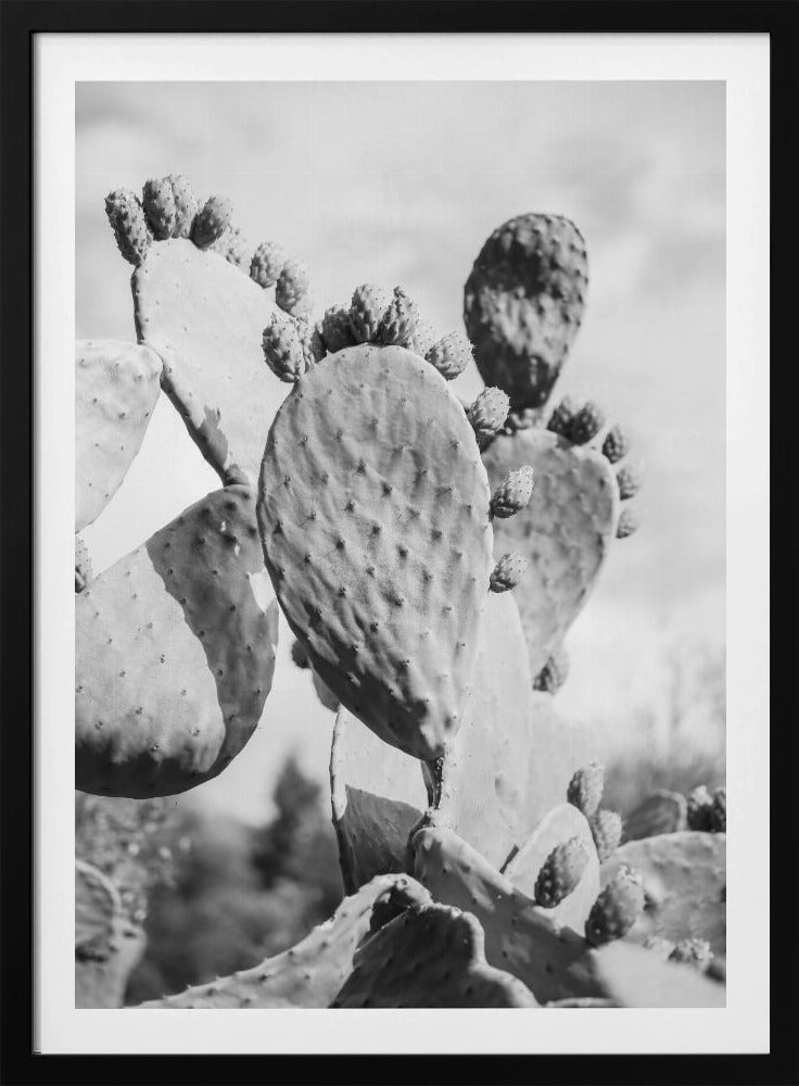 Desert Serenity | Poster