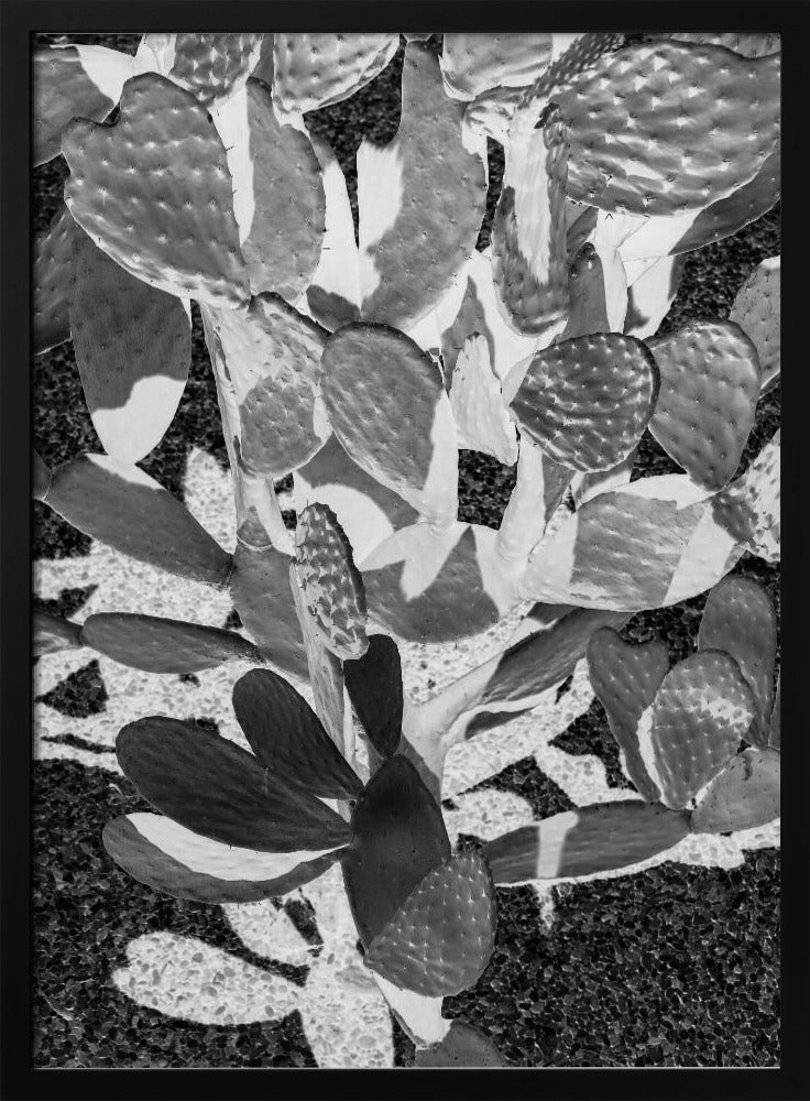 Prickly Patterns | Poster