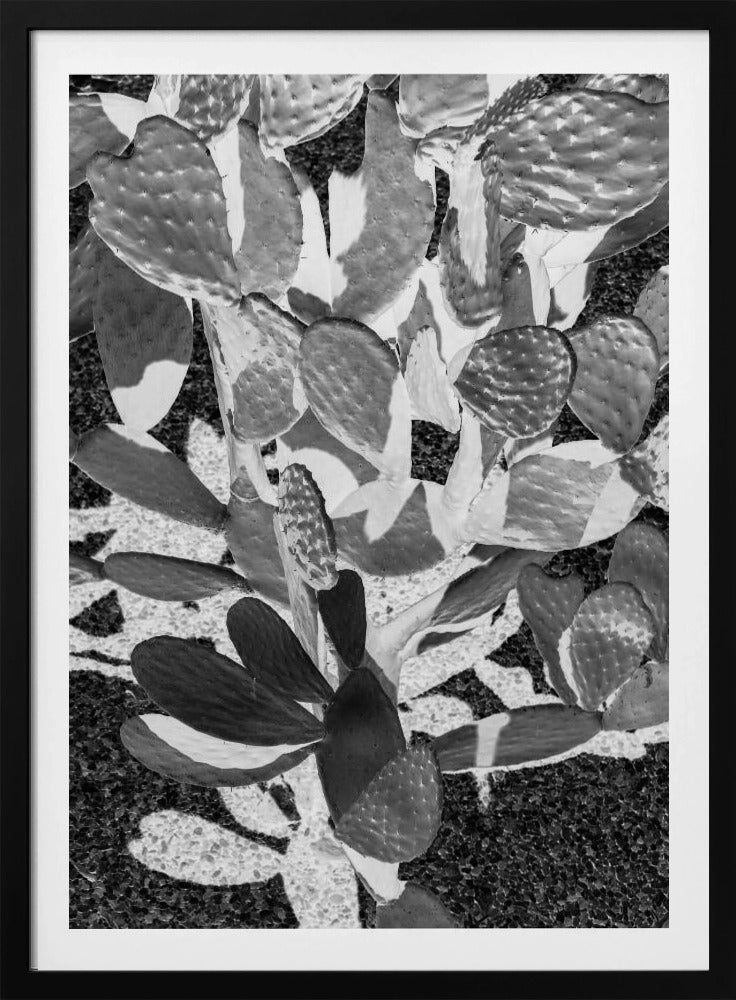 Prickly Patterns | Poster