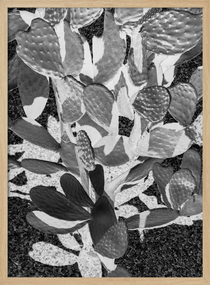 Prickly Patterns | Poster
