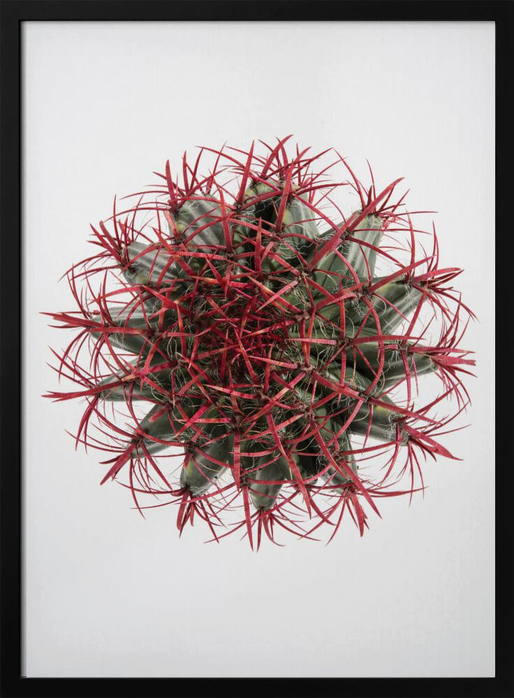 Crimson Cactus Crown | Poster