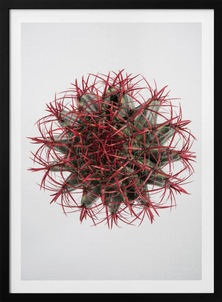 Crimson Cactus Crown | Poster