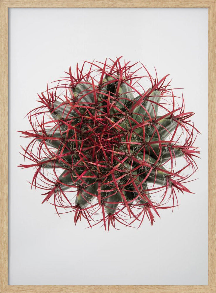 Crimson Cactus Crown | Poster