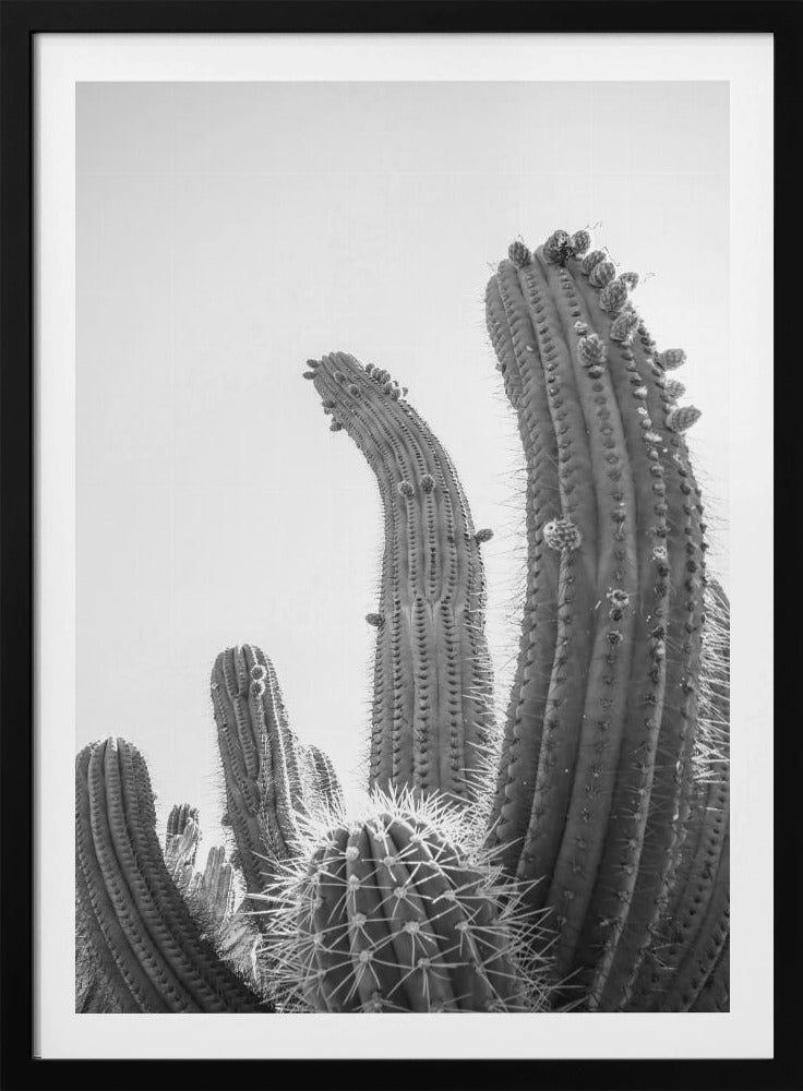 Desert Giants | Poster