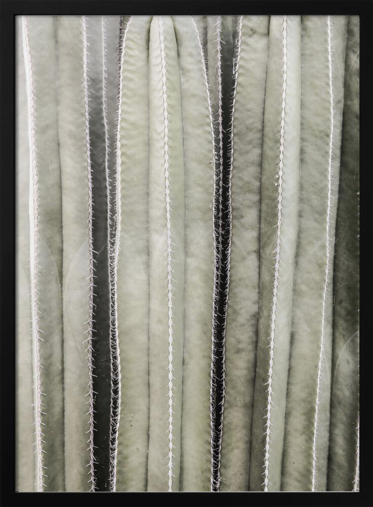 Cactus Symphony | Poster