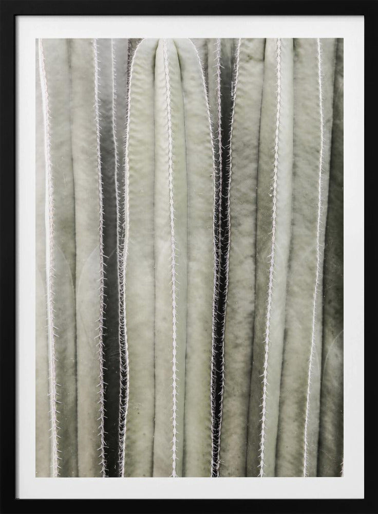 Cactus Symphony | Poster